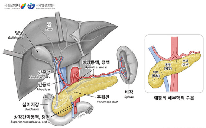 췌장암의 초기 증상: 경고 징후 알아보기!