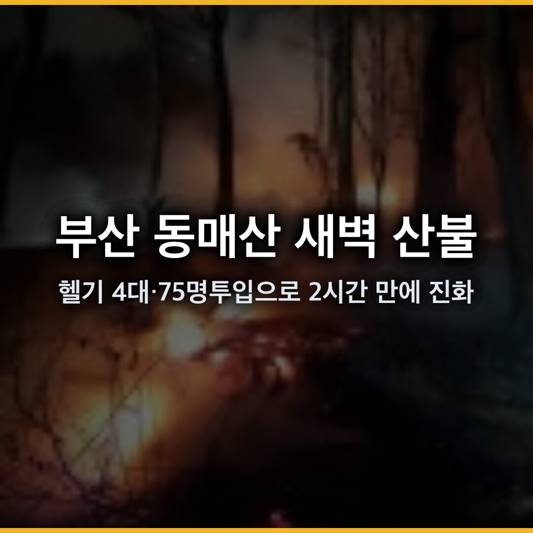 부산 동매산 새벽 산불, 헬기 4대·75명 투입으로 2시간 만에 진화 부산 동매산 새벽 산불, 헬기 4대·75명 투입으로 2시간 만에 진화