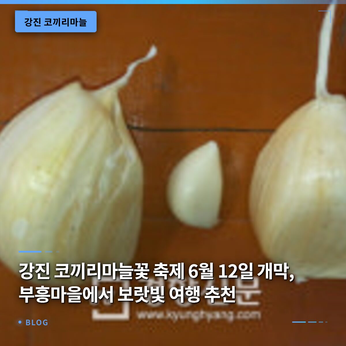 강진 코끼리마늘꽃 축제 6월 12일 개막, 부흥마을에서 보랏빛 여행 추천