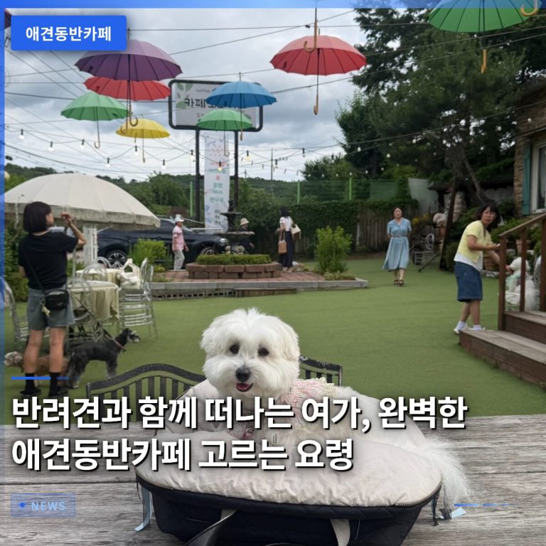반려견과 함께 떠나는 여가, 완벽한 애견동반카페 고르는 요령