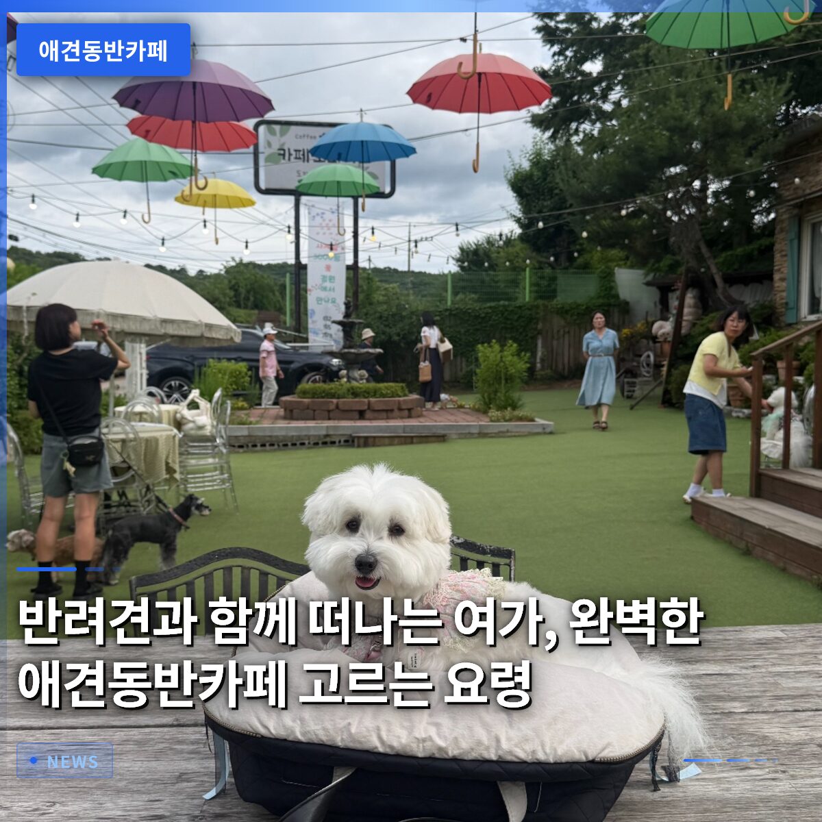 반려견과 함께 떠나는 여가, 완벽한 애견동반카페 고르는 요령