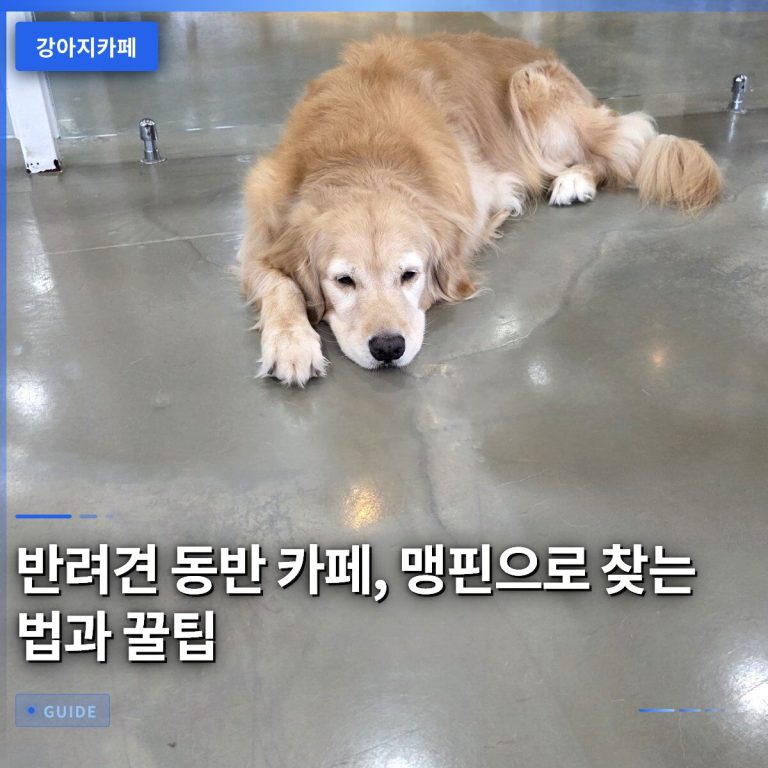 반려견 동반 카페, 맹핀으로 찾는 법과 꿀팁
